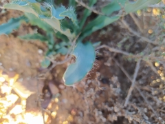 Drimia elata