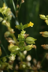 Erythranthe arvensis