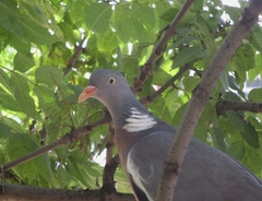 Columba palumbus