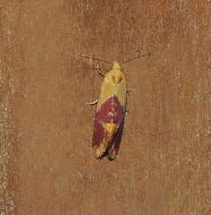 Diceratura ostrinana