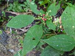 Miconia secunmacdanielii