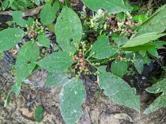 Miconia secunmacdanielii