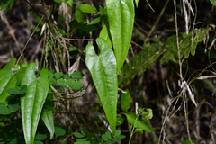 Dioscorea cordata