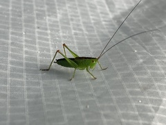 Conocephalus dorsalis