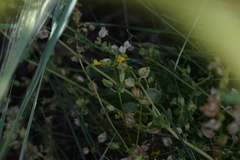 Erythranthe arvensis