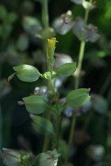 Erythranthe arvensis