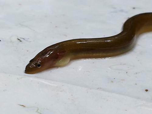 American Eel