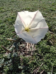 Datura ceratocaula