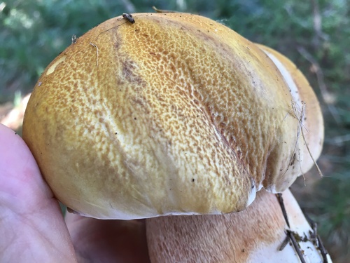 Boletus edulis