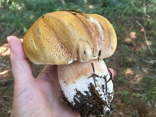 Boletus edulis (Photo 2 of 4)