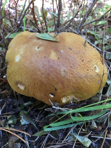 Boletus edulis (Photo 3 of 4)