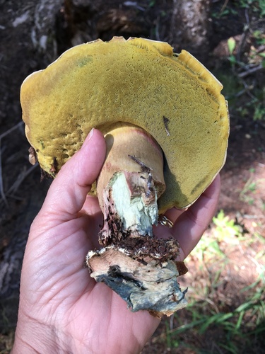 Boletus edulis (Photo 4 of 4)