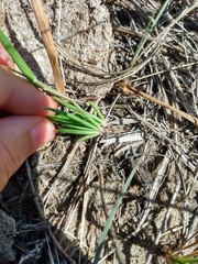 Phemeranthus parviflorus