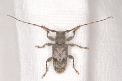 Aegomorphus modestus