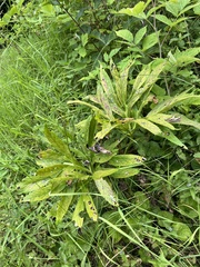Helleborus purpurascens