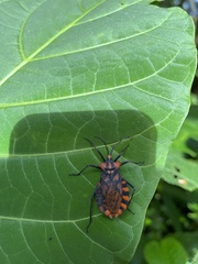 Spartocera pantomima