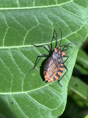 Spartocera pantomima