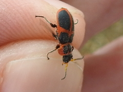 Collops balteatus
