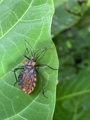 Spartocera pantomima