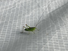 Conocephalus dorsalis