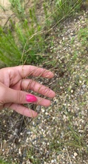 Hesperostipa spartea