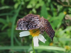 Cycloglypha thrasibulus thrasibulus