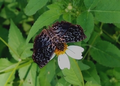 Cycloglypha thrasibulus thrasibulus