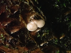 Hohenbuehelia grisea