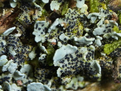 Bachmanniomyces punctum