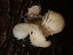 Hohenbuehelia grisea