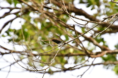 Solenoptera