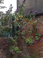 Buddleja davidii