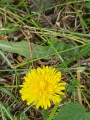 Taraxacum officinale