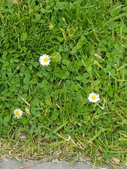 Bellis perennis