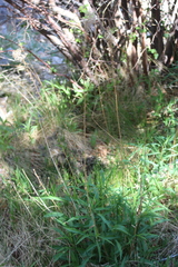 Solidago velutina sparsiflora
