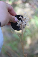 Solidago velutina sparsiflora