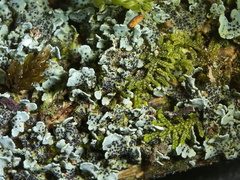 Bachmanniomyces punctum