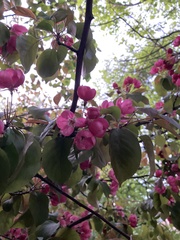 Malus
