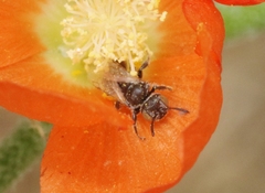 Macroteropsis