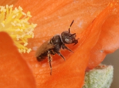Macroteropsis