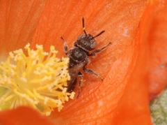 Macroteropsis
