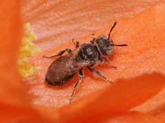Macroteropsis