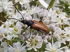 Pseudovadonia livida