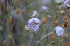 Penstemon fruticiformis