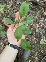 Ditrysinia fruticosa