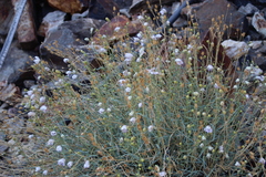 Penstemon fruticiformis