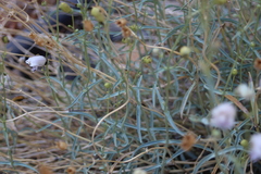 Penstemon fruticiformis