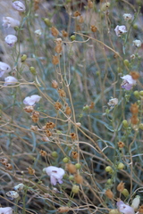 Penstemon fruticiformis