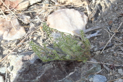 Cryptantha recurvata