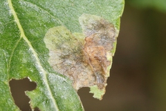 Paraleucoptera albella